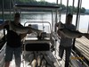 (06/08/2018) - Nice Striped Bass